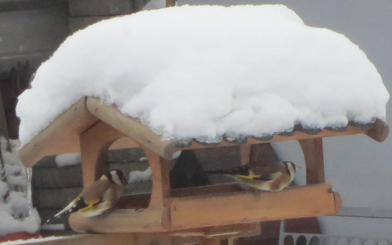 Nejkrásnějších 20 snímků z "Ptačí hodinky" - 17