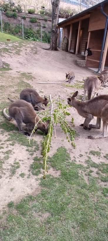 TLAPKY - Praha v ZOO - 57