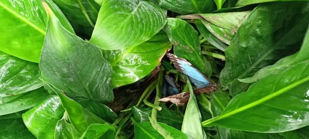 TLAPKY - 2 - motýlci a HAMELYS - 58