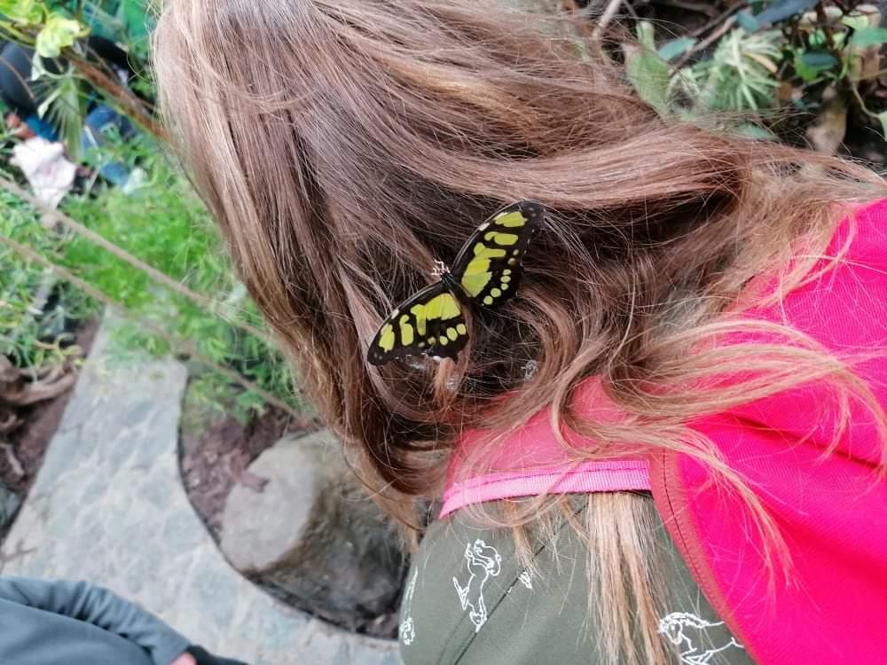 TLAPKY - 2 - motýlci a HAMELYS - 59