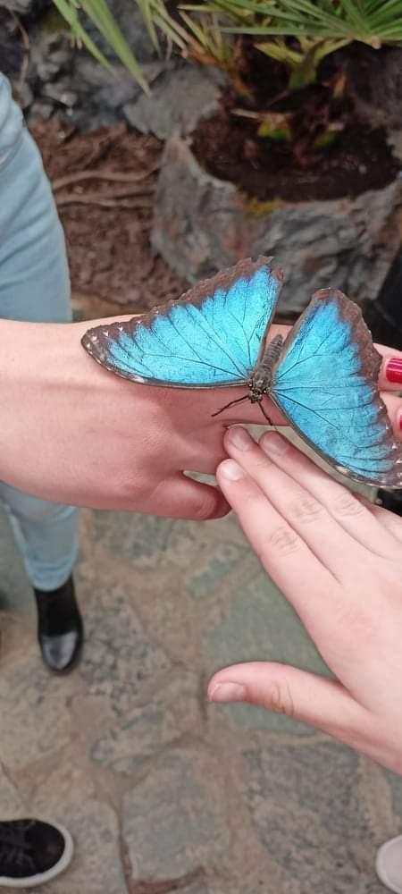 TLAPKY - 2 - motýlci a HAMELYS - 63