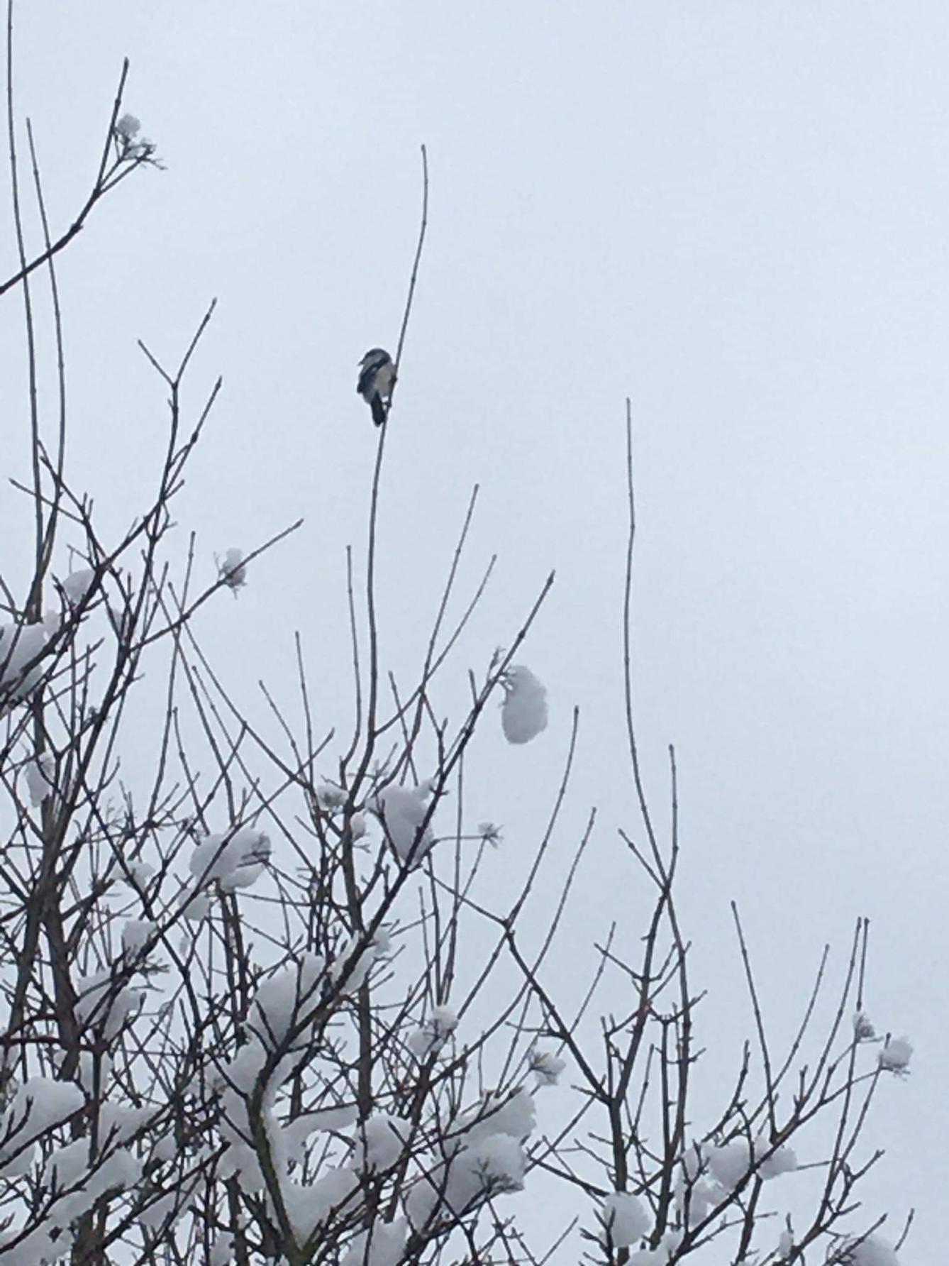 Nejkrásnějších 20 snímků z "Ptačí hodinky" - 18