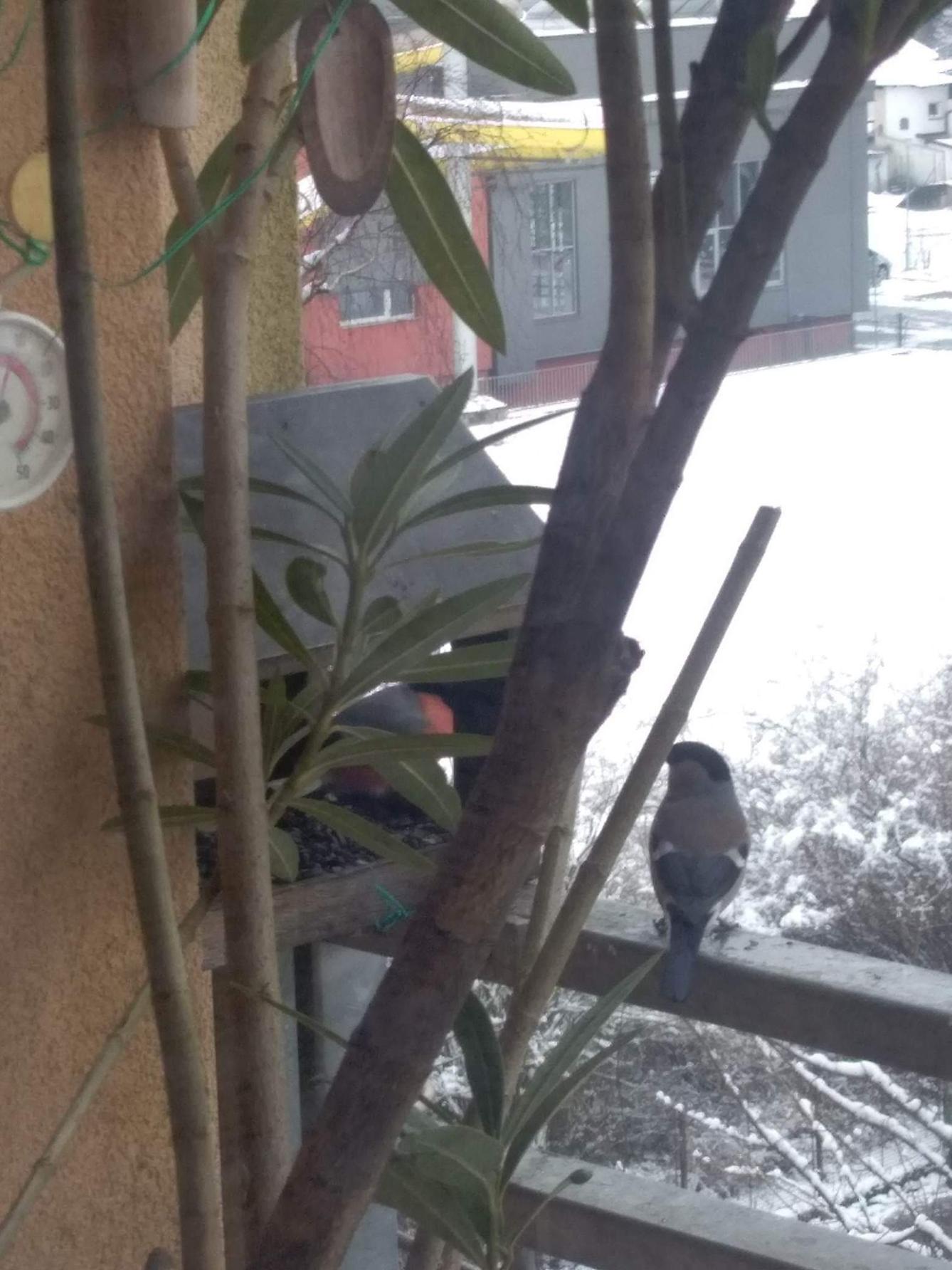 Nejkrásnějších 20 snímků z "Ptačí hodinky" - 19