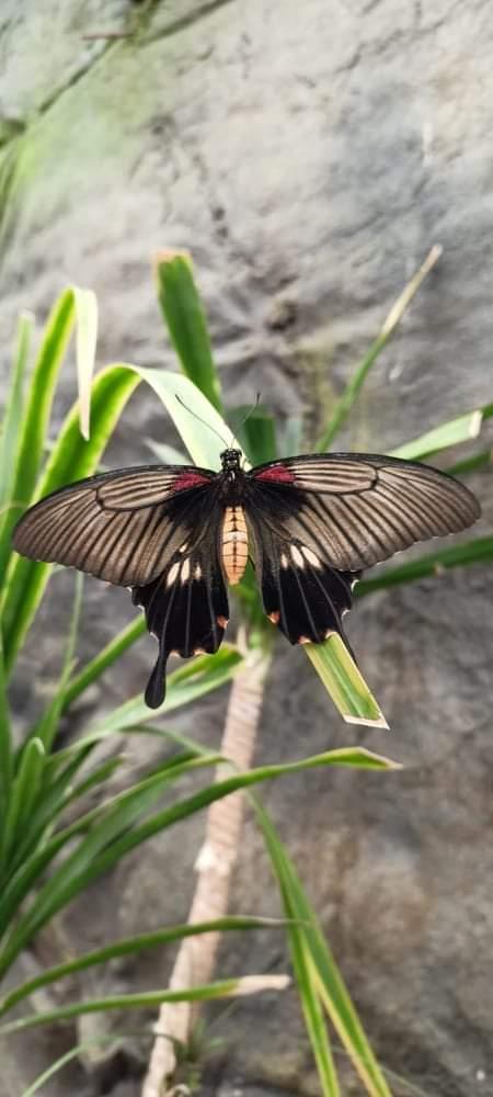 TLAPKY - 2 - motýlci a HAMELYS - 70