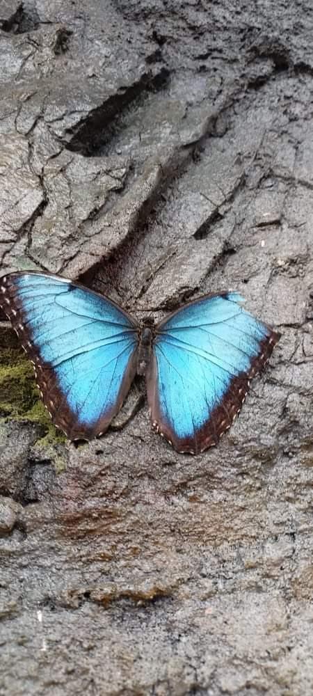 TLAPKY - 2 - motýlci a HAMELYS - 71