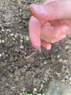 Pozorování žížaly - 6. třída - 9