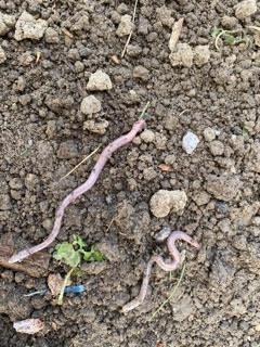 Pozorování žížaly - 6. třída - 10