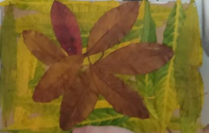 Laboratorní práce FOTOSYNTÉZA v 6.třídě - 22