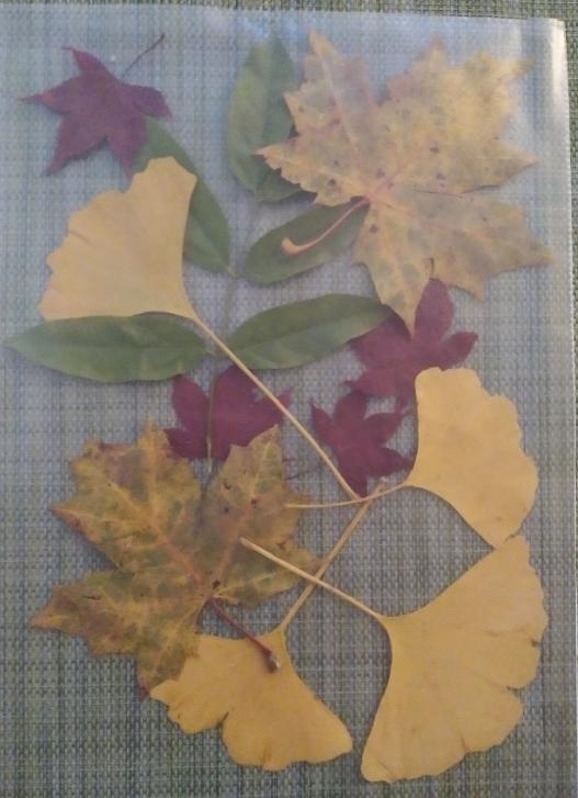 Laboratorní práce FOTOSYNTÉZA v 6.třídě - 23