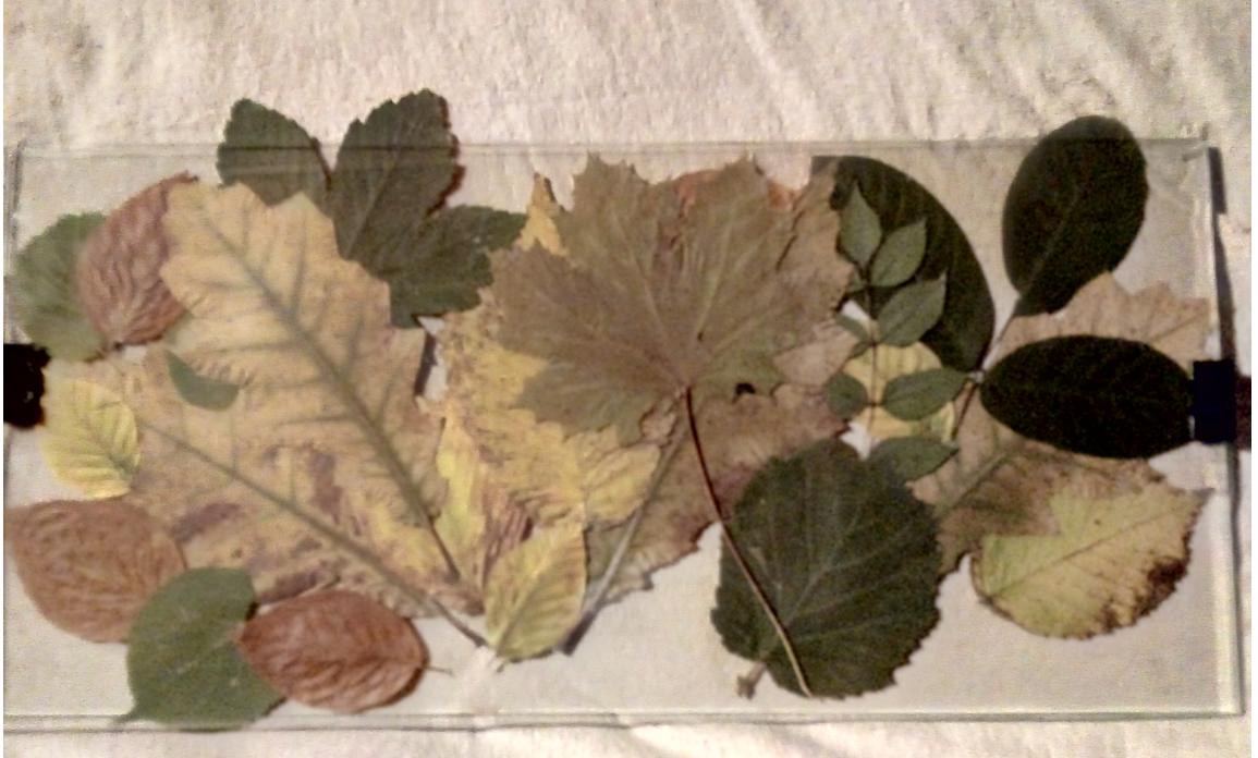 Laboratorní práce FOTOSYNTÉZA v 6.třídě - 25