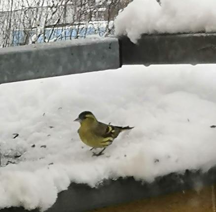 Nejkrásnějších 20 snímků z "Ptačí hodinky" - 1