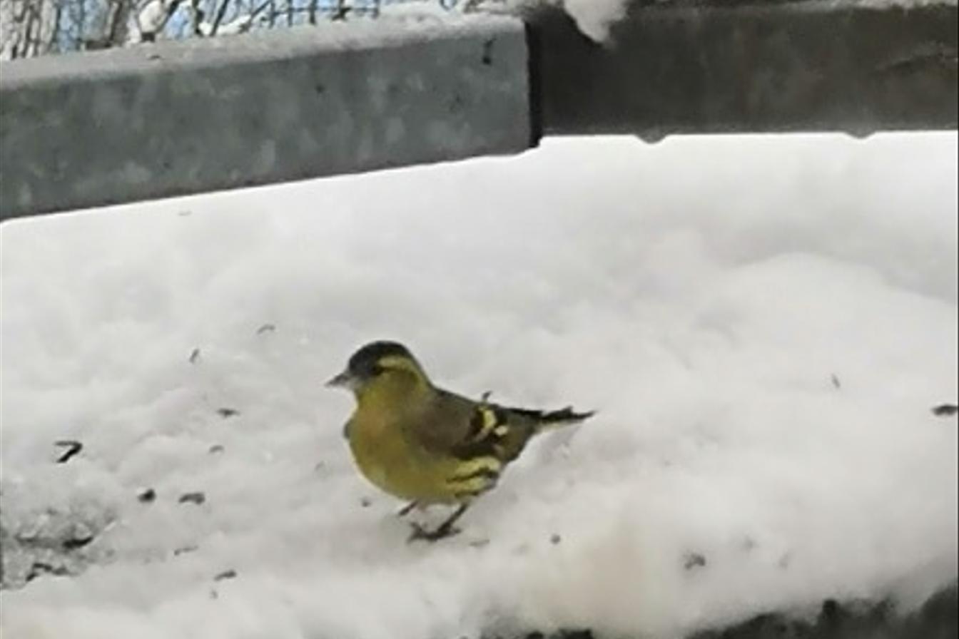 Nejkrásnějších 20 snímků z "Ptačí hodinky"