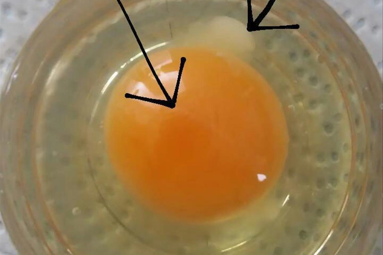 Laboratorní práce u sedmáků