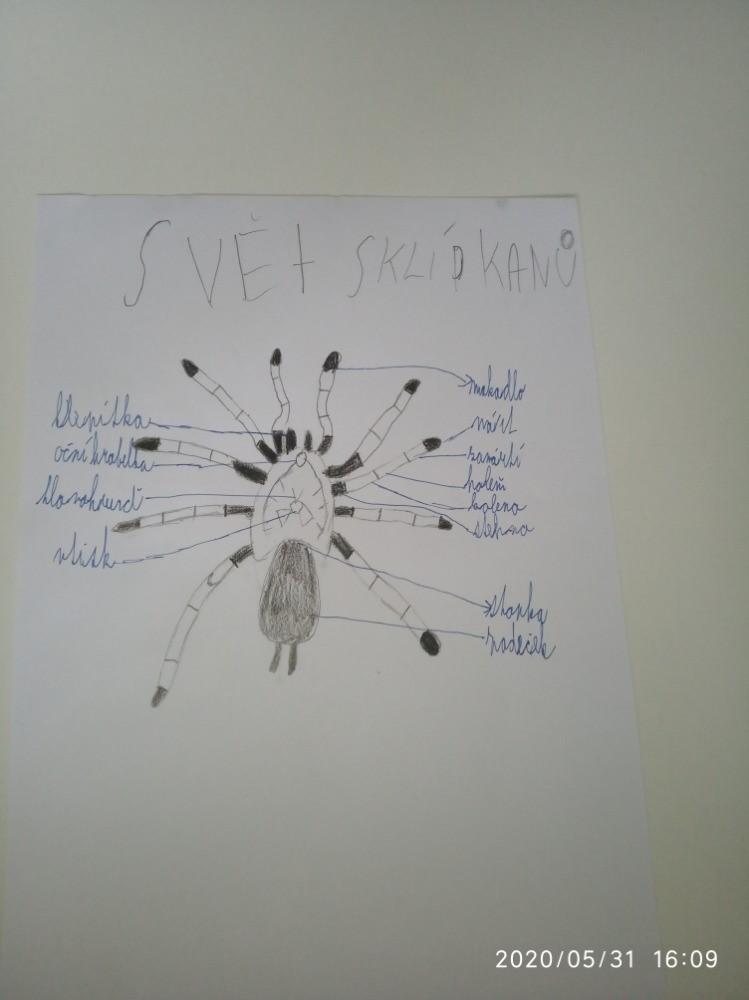 Pozorování pavoukovců - žáci 6. tříd - 1
