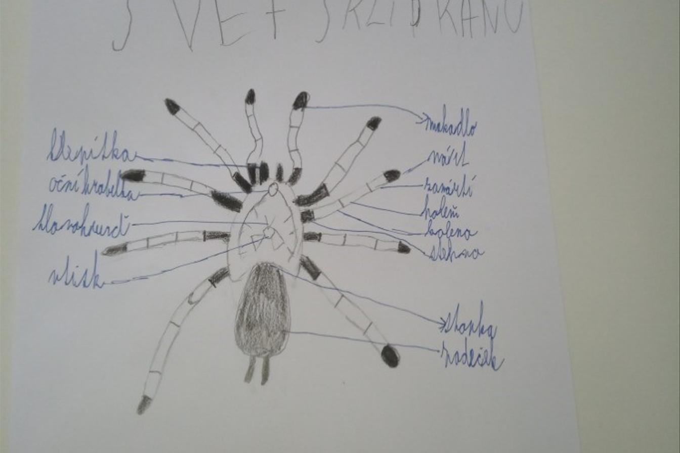 Pozorování pavoukovců - žáci 6. tříd