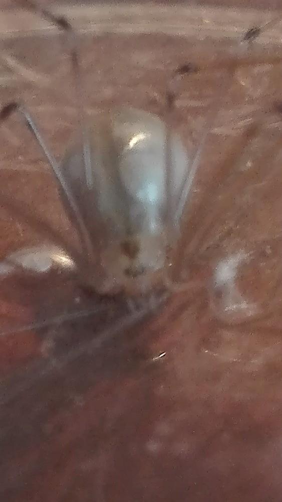 Pozorování pavoukovců - žáci 6. tříd - 3