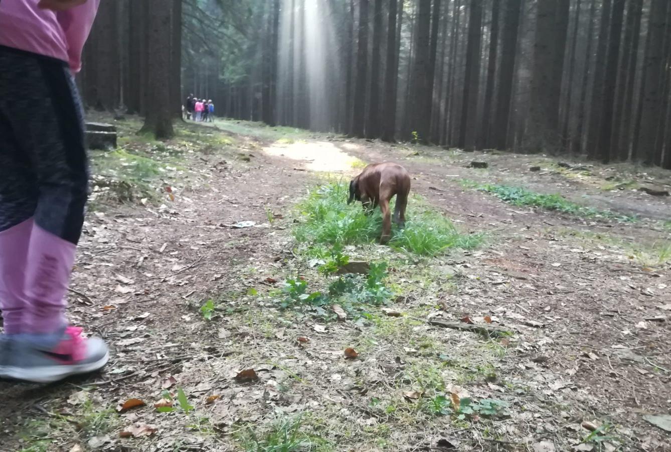 Do lesa s lesníkem - 10