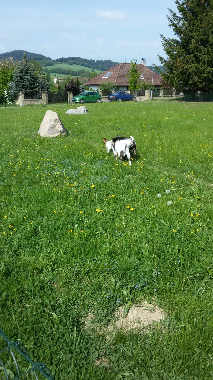 Vycházka ke kozičkám s kůzlátky (Broučci) - 12