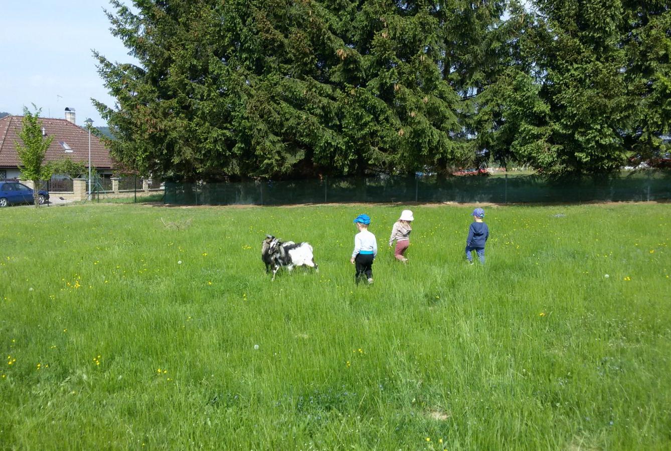 Vycházka ke kozičkám s kůzlátky (Broučci) - 17