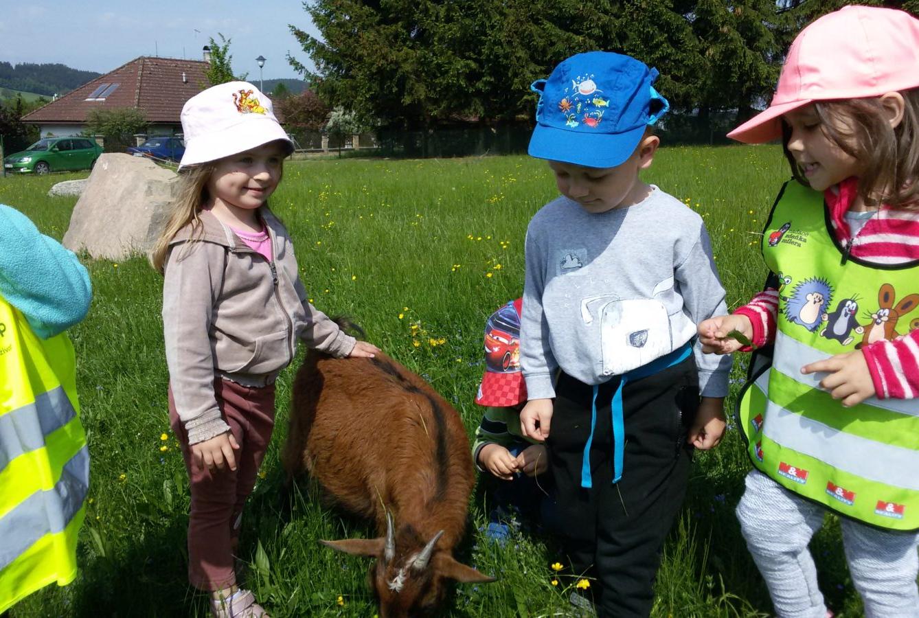 Vycházka ke kozičkám s kůzlátky (Broučci) - 23