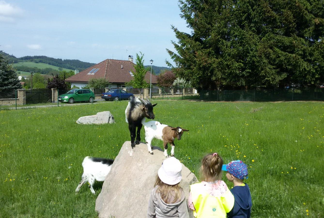 Vycházka ke kozičkám s kůzlátky (Broučci) - 25