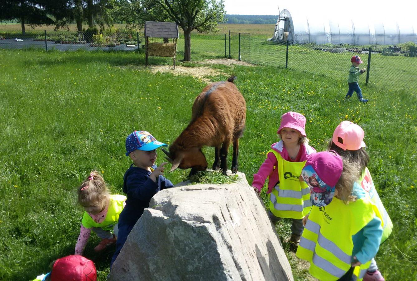 Vycházka ke kozičkám s kůzlátky (Broučci) - 30