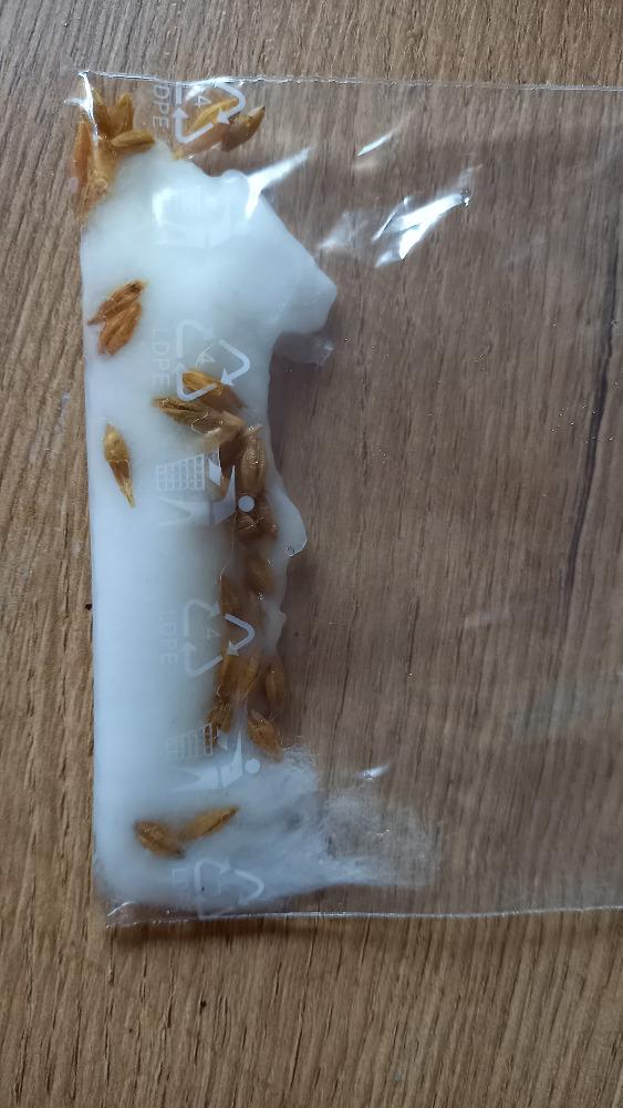 Distanční výuka v MŠ Kamarád (Jaro přišlo do vsi - předškoláci) :-) - 7