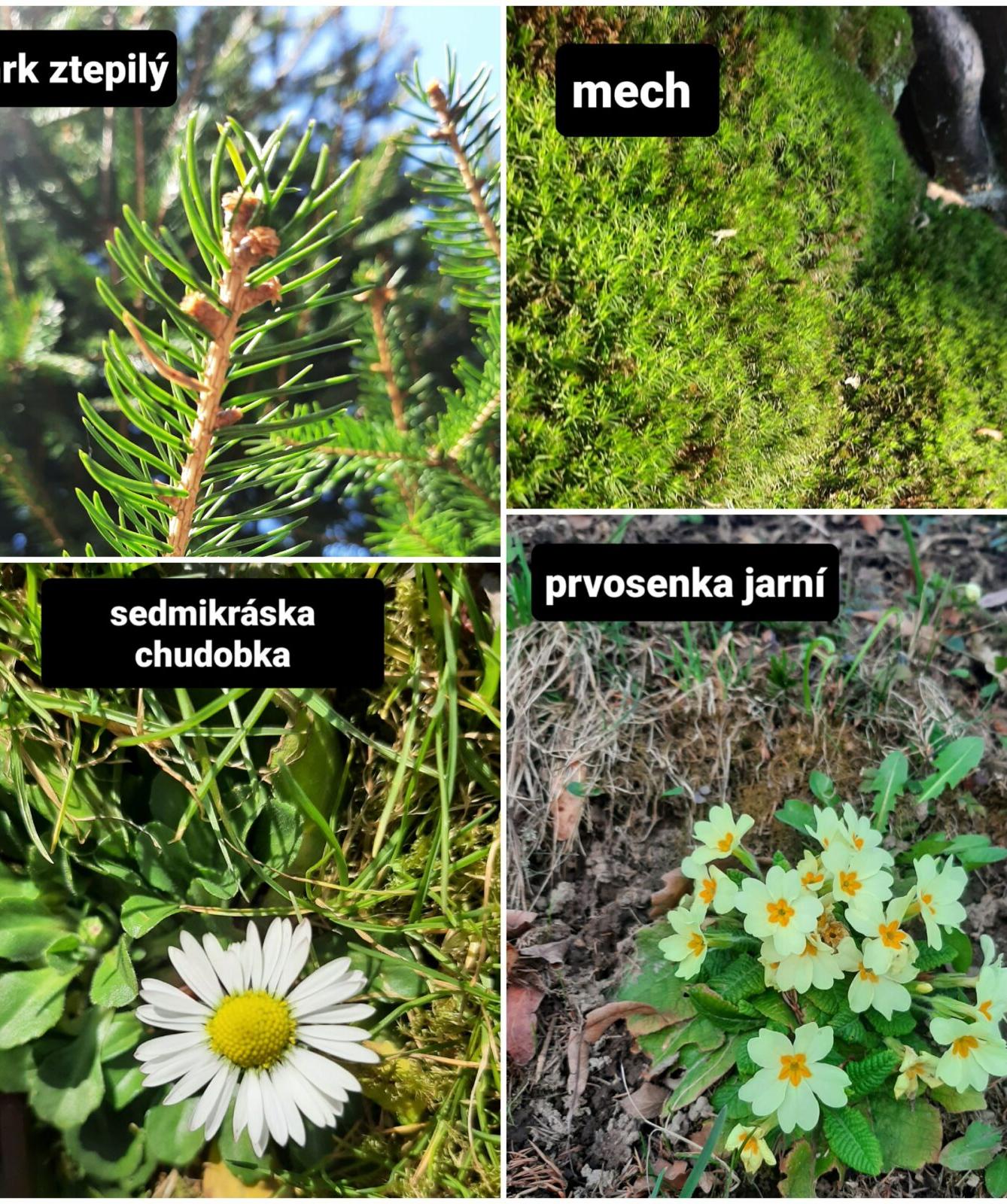 Taxonomie rostlin - sedmáci - 1
