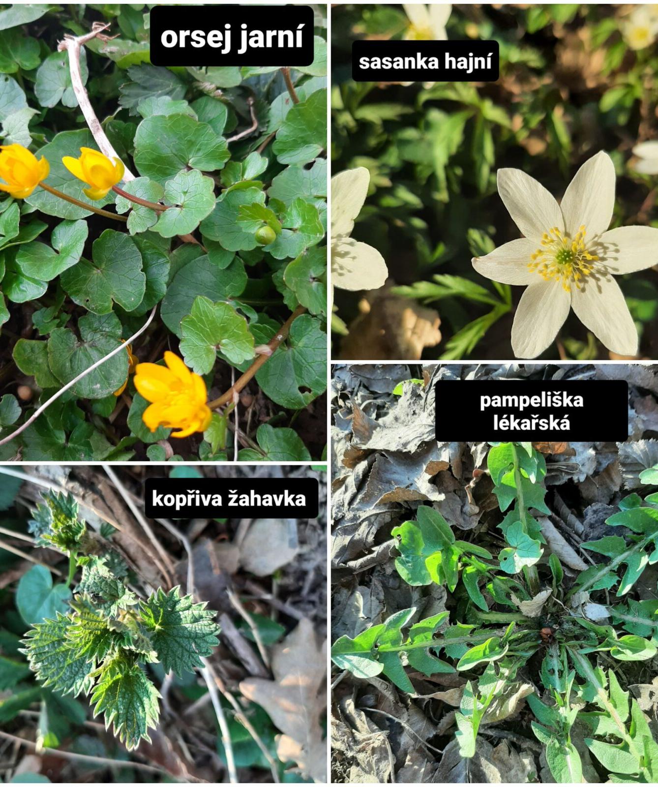 Taxonomie rostlin - sedmáci - 2