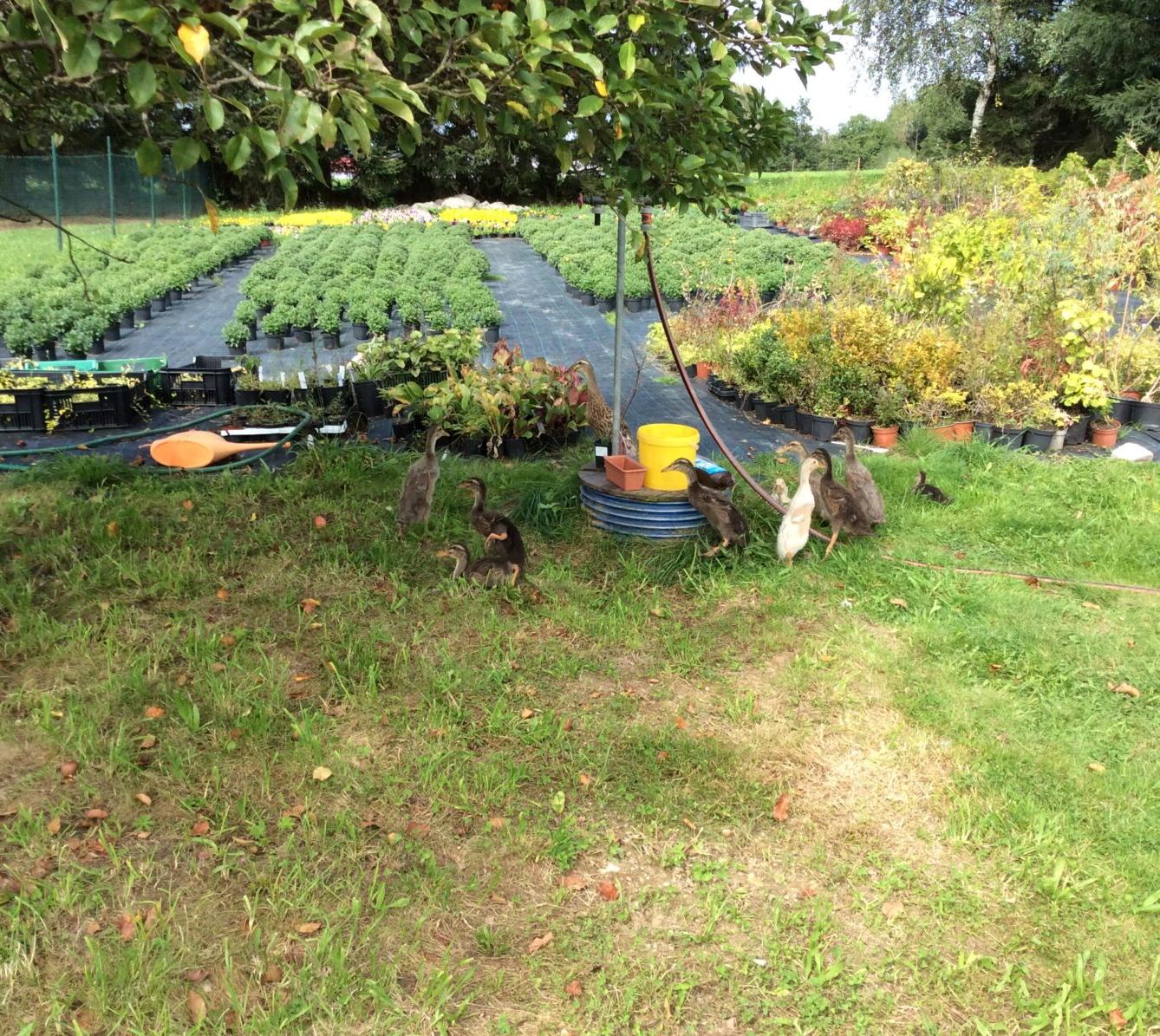 Družinka v zahradnictví - 7