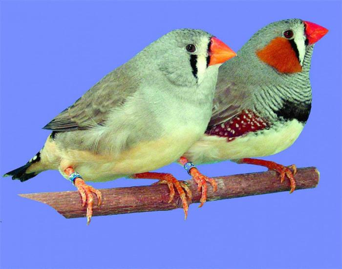 Chov zebřiček a hýlů - šesťáci - 1