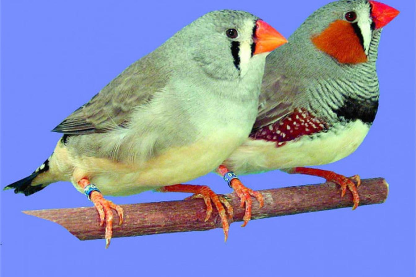 Chov zebřiček a hýlů - šesťáci