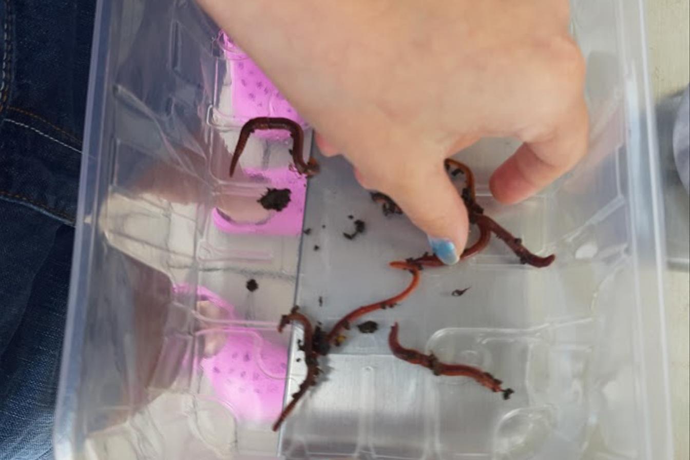 Jak zkoumali šesťáci žížaly