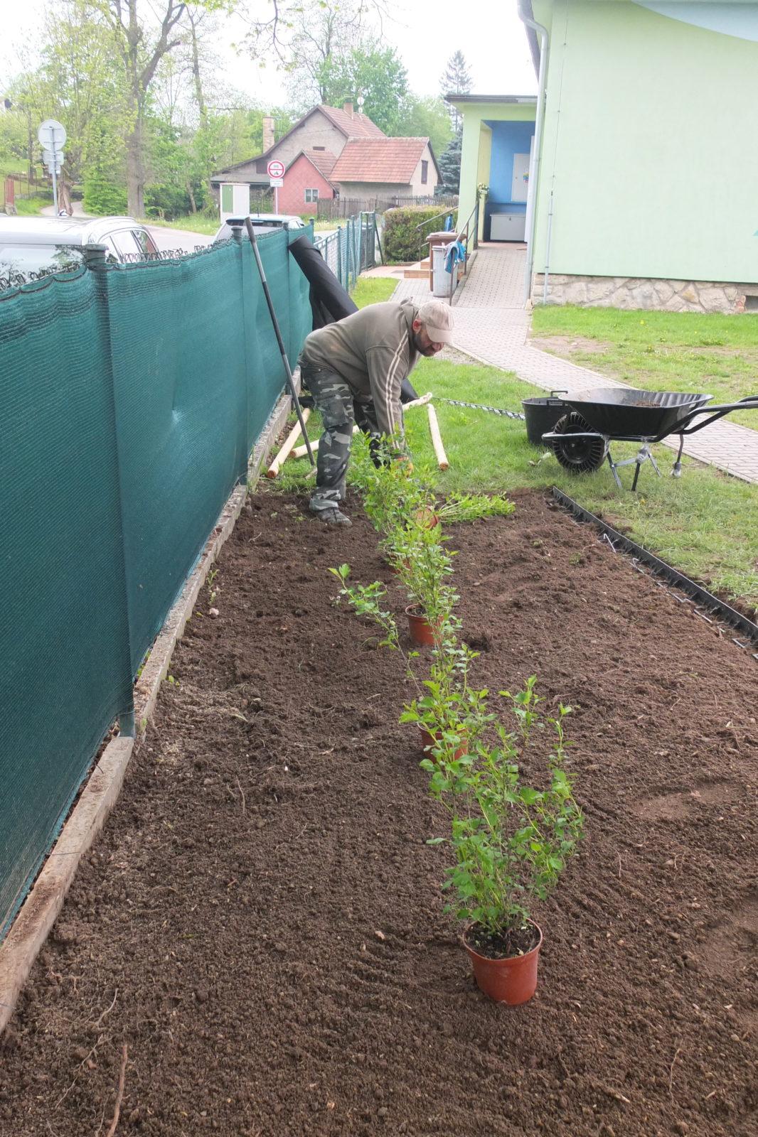 Sázení keříků s rodiči - 35