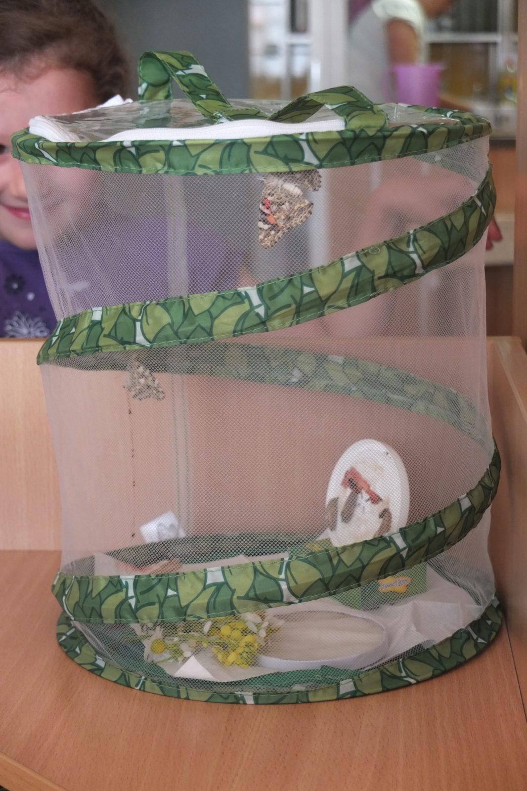 Kouzlo-přeměna housenek v kukly a vypouštění motýlků - 3