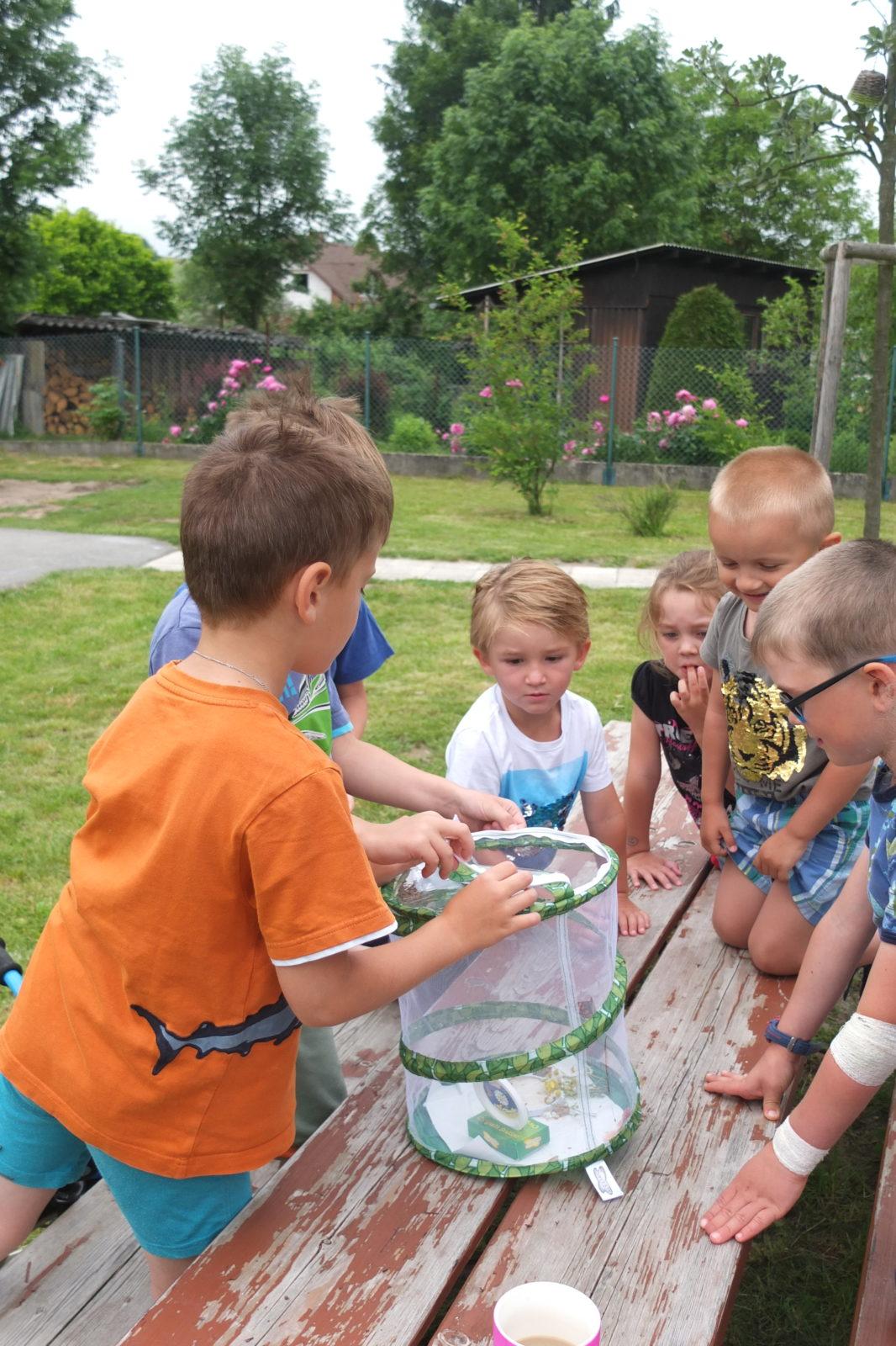 Kouzlo-přeměna housenek v kukly a vypouštění motýlků - 11