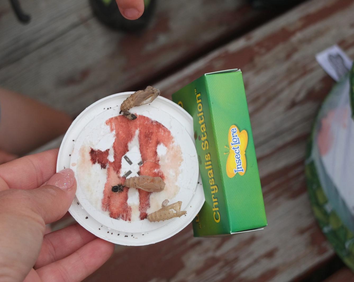 Kouzlo-přeměna housenek v kukly a vypouštění motýlků - 17