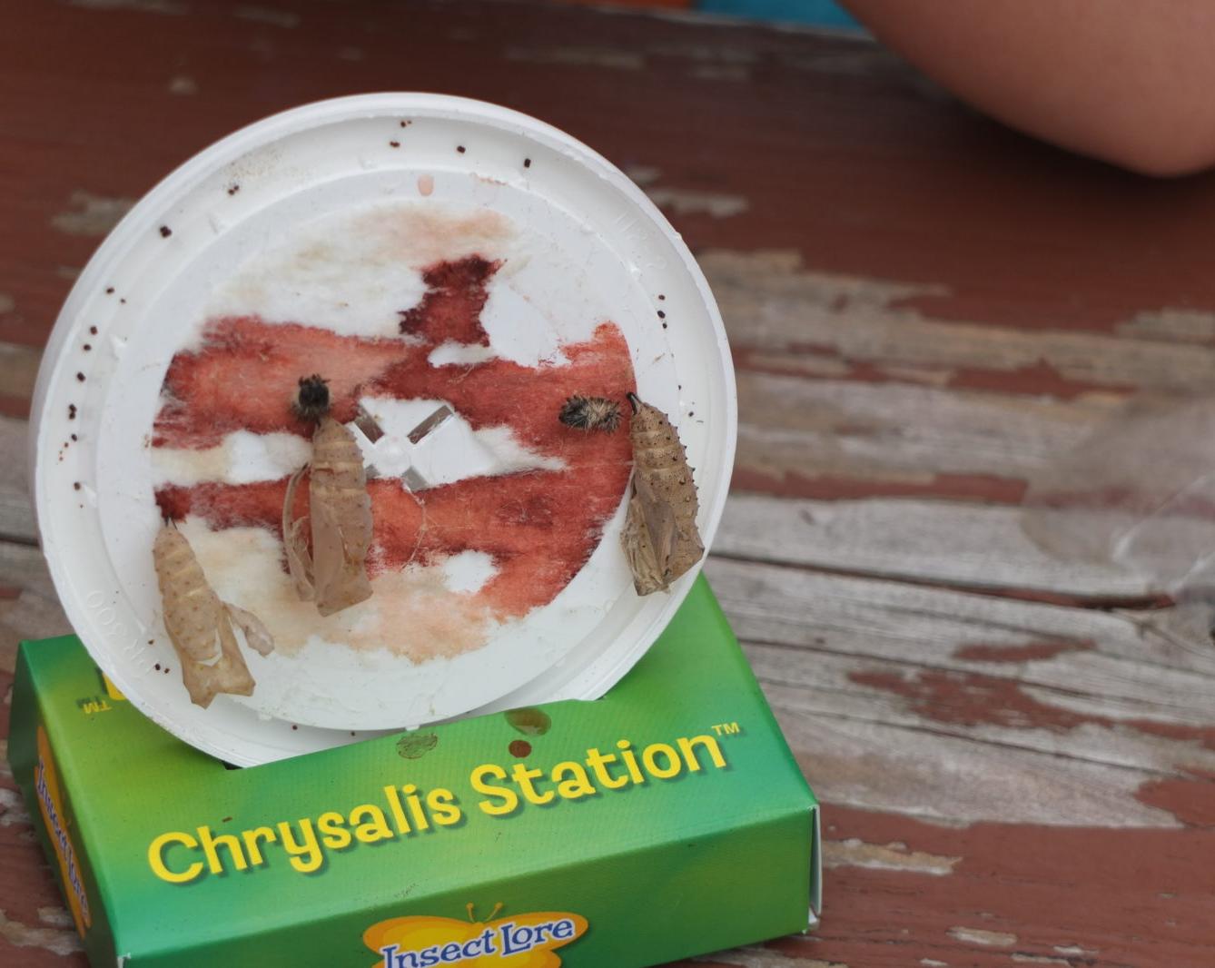 Kouzlo-přeměna housenek v kukly a vypouštění motýlků - 20