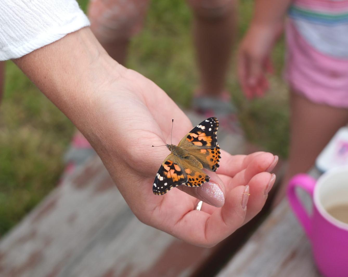 Kouzlo-přeměna housenek v kukly a vypouštění motýlků - 23