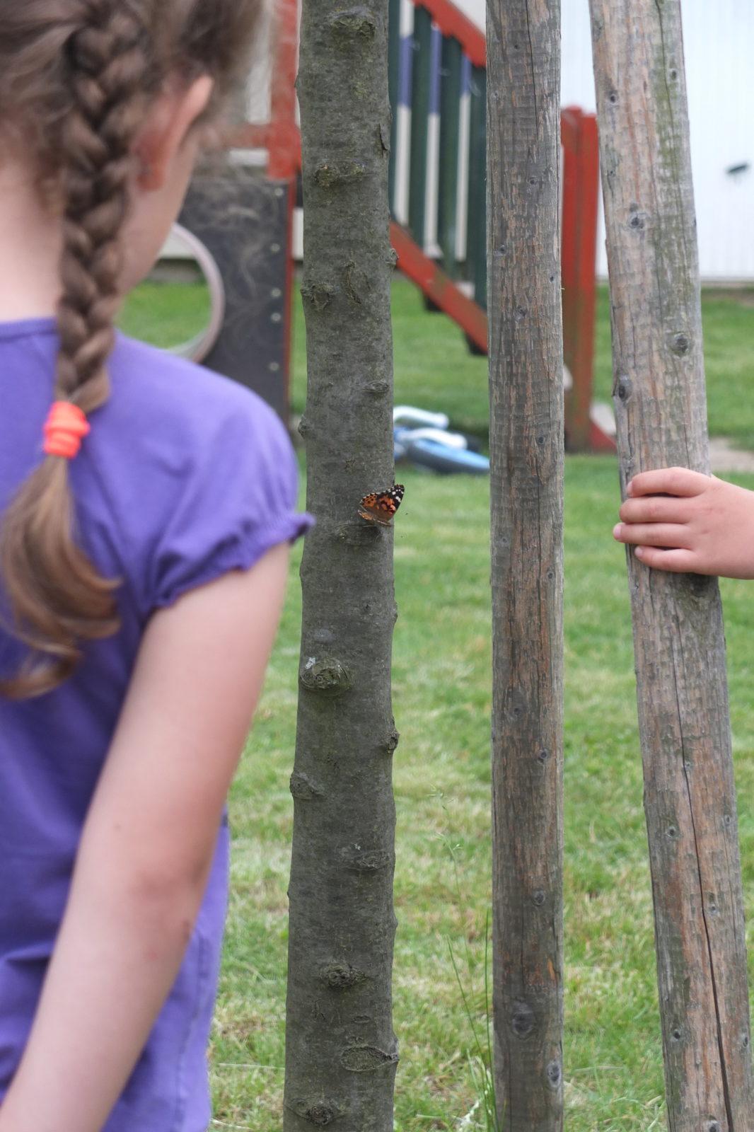 Kouzlo-přeměna housenek v kukly a vypouštění motýlků - 30