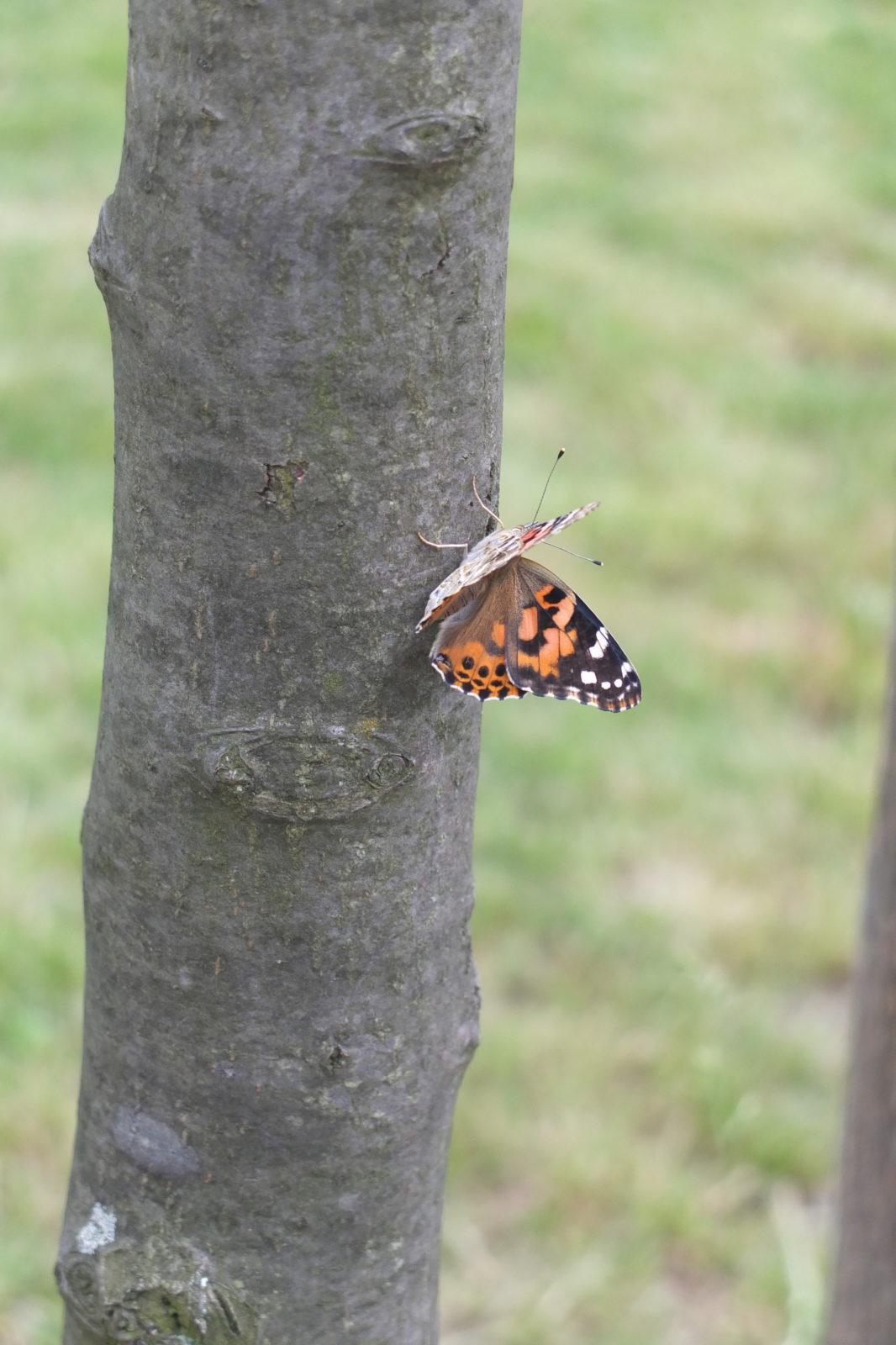 Kouzlo-přeměna housenek v kukly a vypouštění motýlků - 31