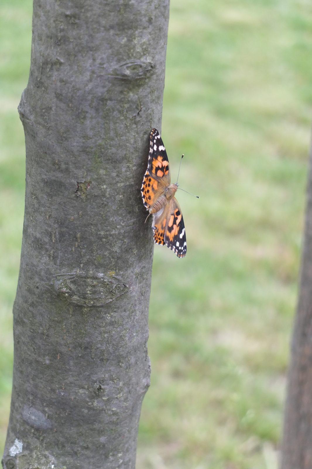 Kouzlo-přeměna housenek v kukly a vypouštění motýlků - 32
