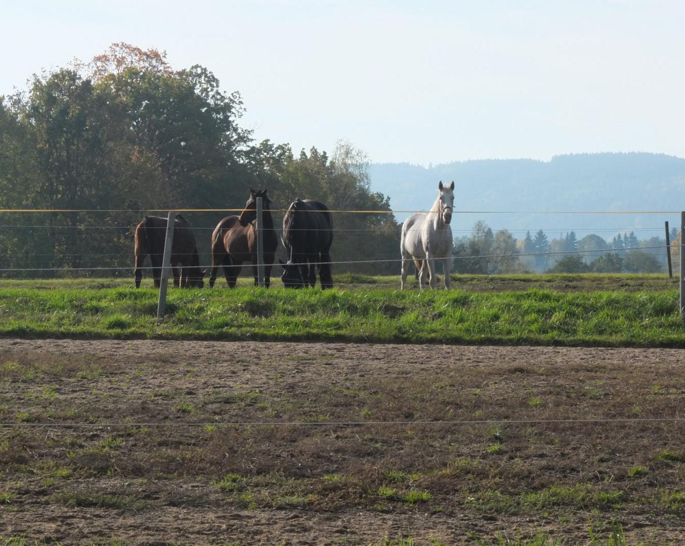 Návštěva kaštanky - 59