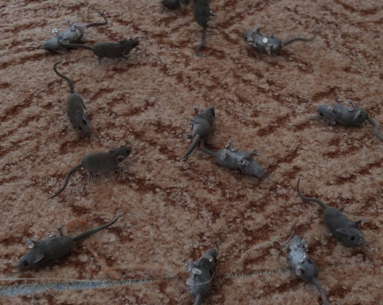 Program p. Adamcové - PTÁCI - 39