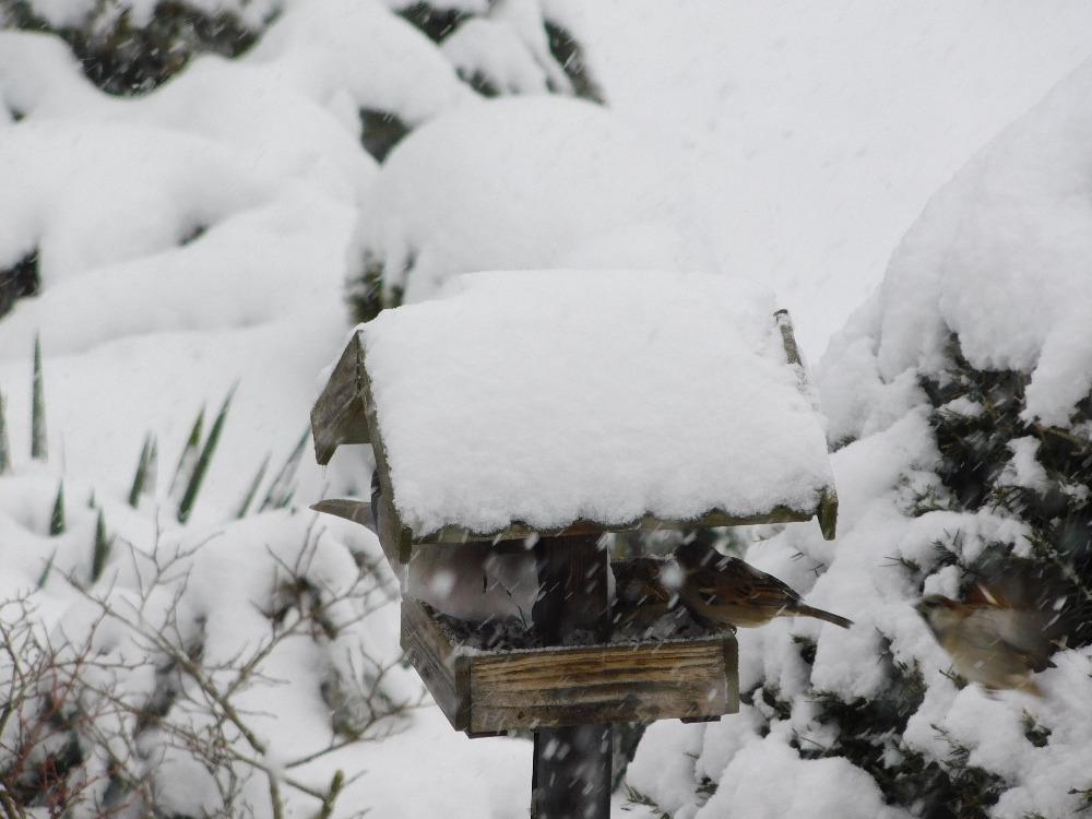 Nejkrásnějších 20 snímků z "Ptačí hodinky" - 5