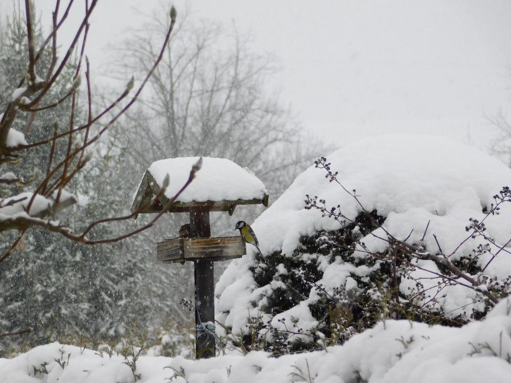 Nejkrásnějších 20 snímků z "Ptačí hodinky" - 7