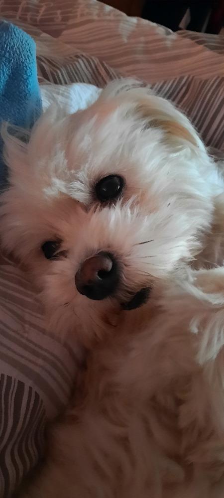 Distanční výuka v 1. třídě pokračuje :-) - 9