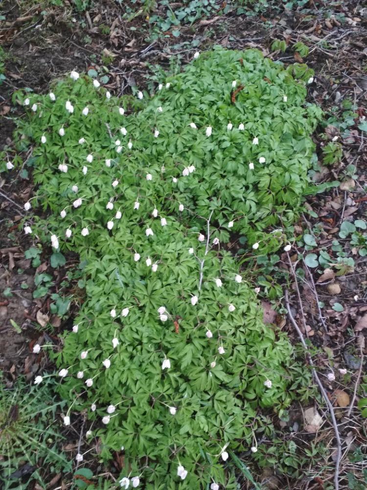Distanční výuka ve třetí třídě 16. 4. - 7
