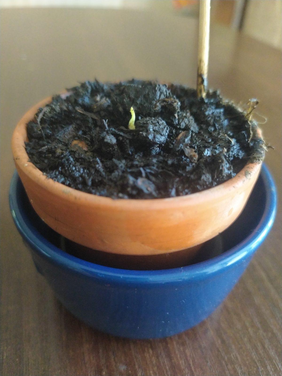 Výstupy druháčků z domácího učení 13. 4. - 2