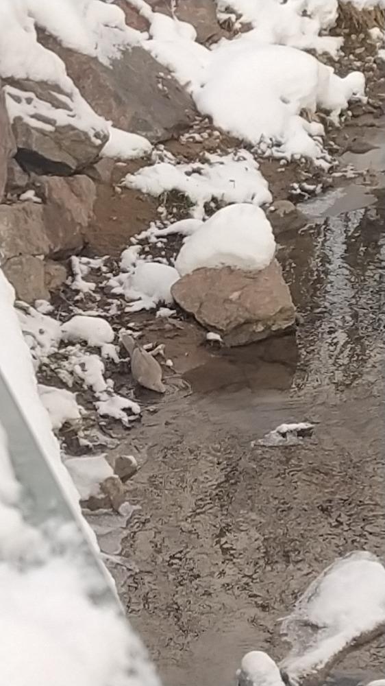 Nejkrásnějších 20 snímků z "Ptačí hodinky" - 8